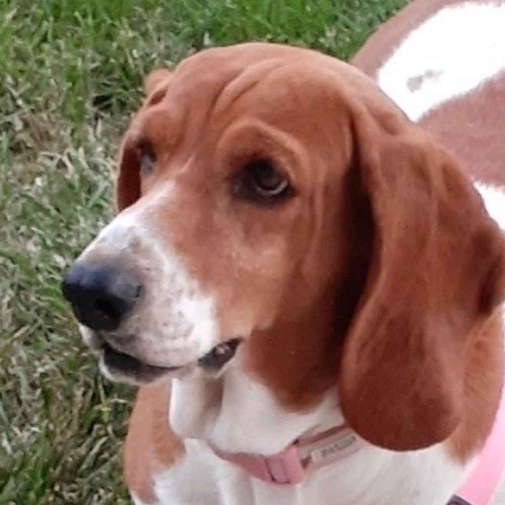 Meet your Posher, Barb